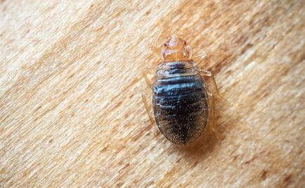 Suspenden clases en la Facultad de Química de la UNAM por plaga de ¡chinches!