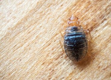 Suspenden clases en la Facultad de Química de la UNAM por plaga de ¡chinches!