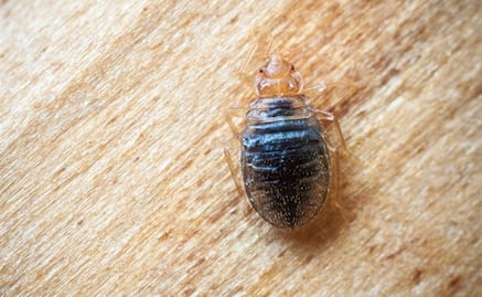 Suspenden clases en la Facultad de Química de la UNAM por plaga de ¡chinches!