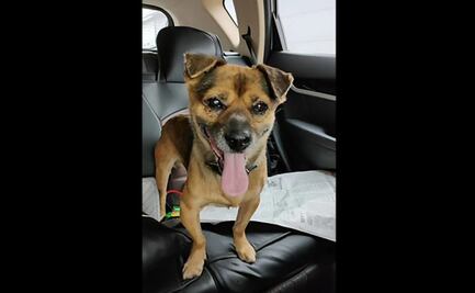 Perro espera más de tres meses en hospital de Wuhan a dueño fallecido por Covid-19