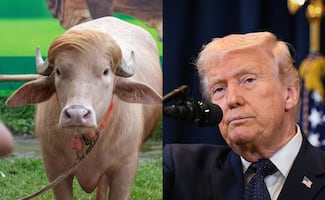 Búfalo albino causa furor por su parecido con Donald Trump; visitantes hacen fila para conocerlo