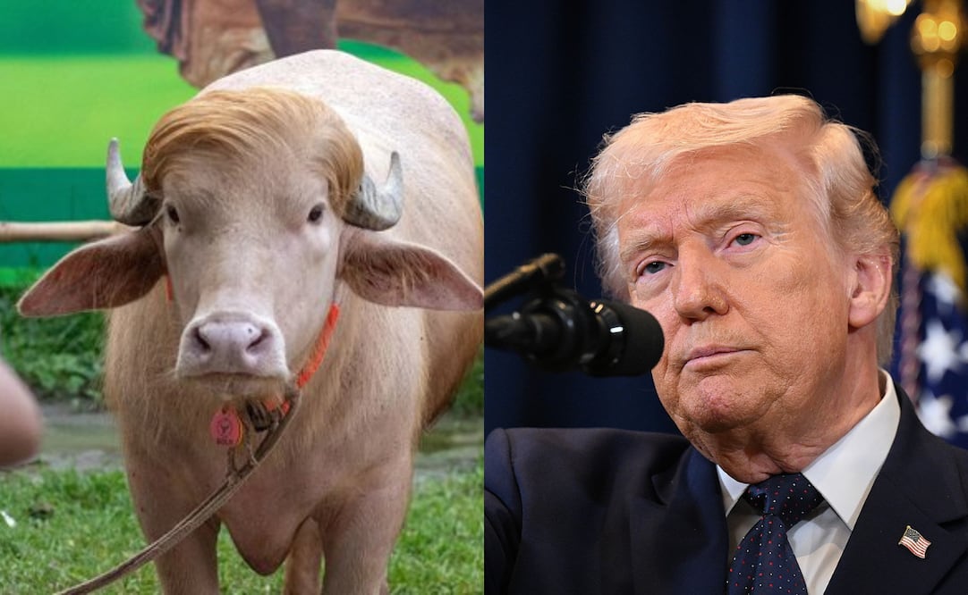 Búfalo albino causa furor por su parecido con Donald Trump; visitantes hacen fila para conocerlo. Foto: APF / Getty Images