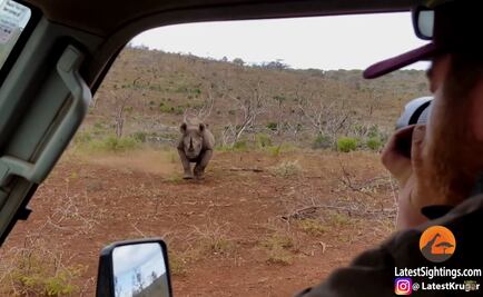 Rinoceronte embiste a un auto de turistas en un safari