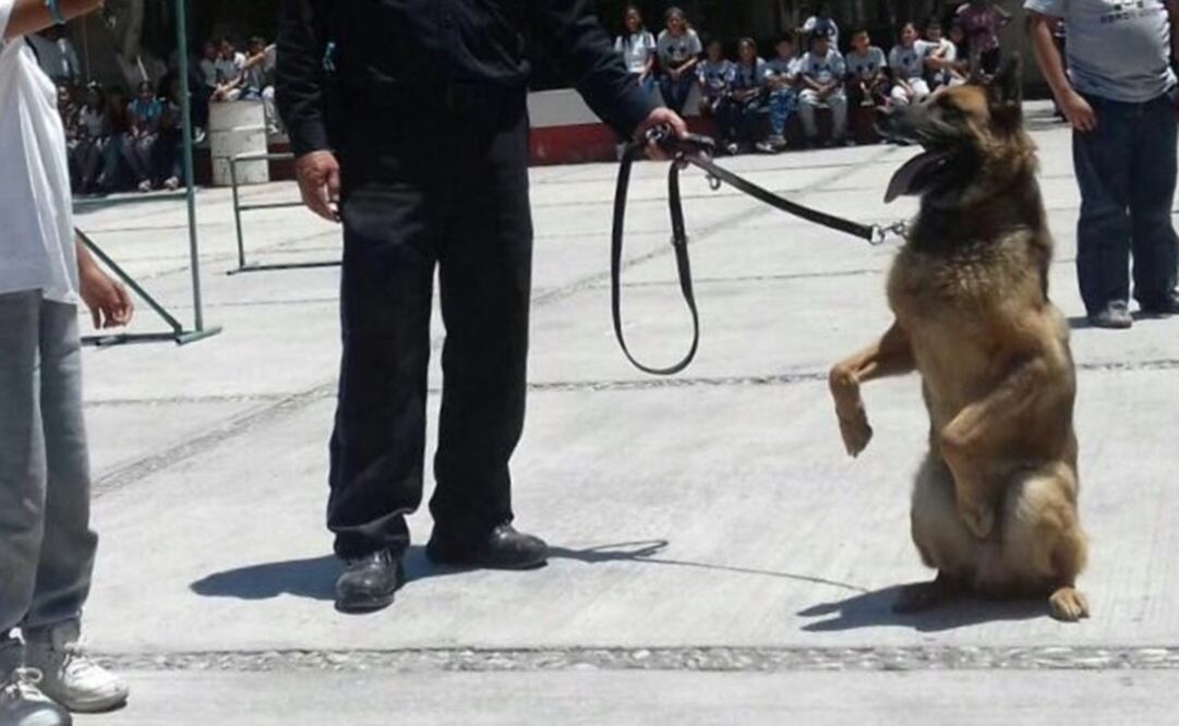 Muere "Soldado", la estrella del escuadrón canino de Coahuila