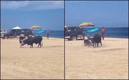 VIDEO: Toro embiste a una mujer en playa de Los Cabos, Baja California Sur