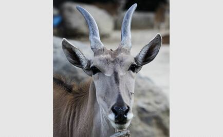 Fallece antílope en zoológico de Chapultepec