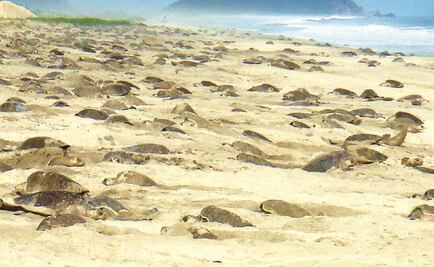 Contabilizan más de 5 mil nidos de tortuga en Cozumel