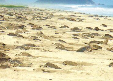 Contabilizan más de 5 mil nidos de tortuga en Cozumel