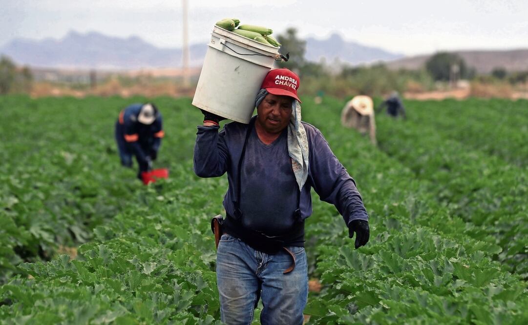 Aumentará la demanda de alimento en los próximos años. Luis Torres | EFE