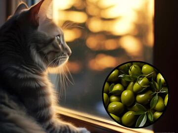 ¿Las aceitunas son buenas para los gatos o no? La respuesta de una veterinaria