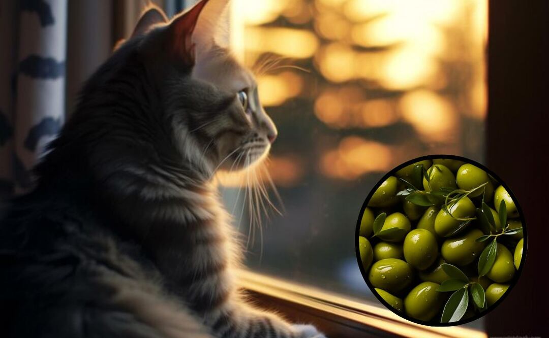 Los gatos sí pueden comer aceitunas, pero con moderación. Fuente: Freepik.