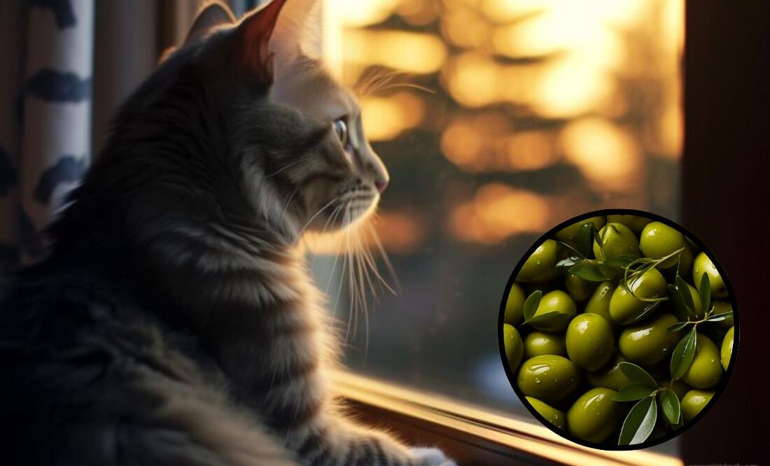 Los gatos sí pueden comer aceitunas, pero con moderación. Fuente: Freepik.