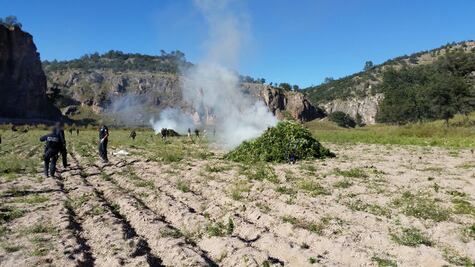 Destruyen 300 toneladas de mariguana en Chihuahua
