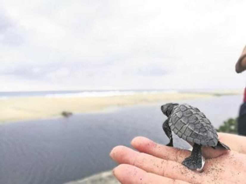 Tortugas golfinas, la travesía por la supervivencia