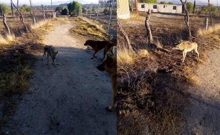 Jauría desgarra cadáver de un hombre que murió en terreno de Teotihuacán