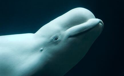 La menopausia también afecta a las ballenas belugas