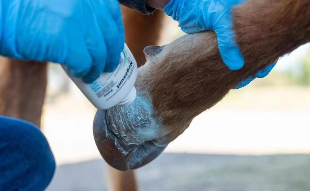 Sader en Michoacán informó esta mañana la detección de un caso aislado de gusano barrenador en el municipio de Villa Madero. Foto: Tomada de la cuenta de X de @SaderMich