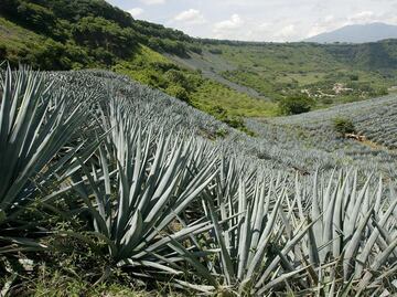 Agavines as an obesity prevention source