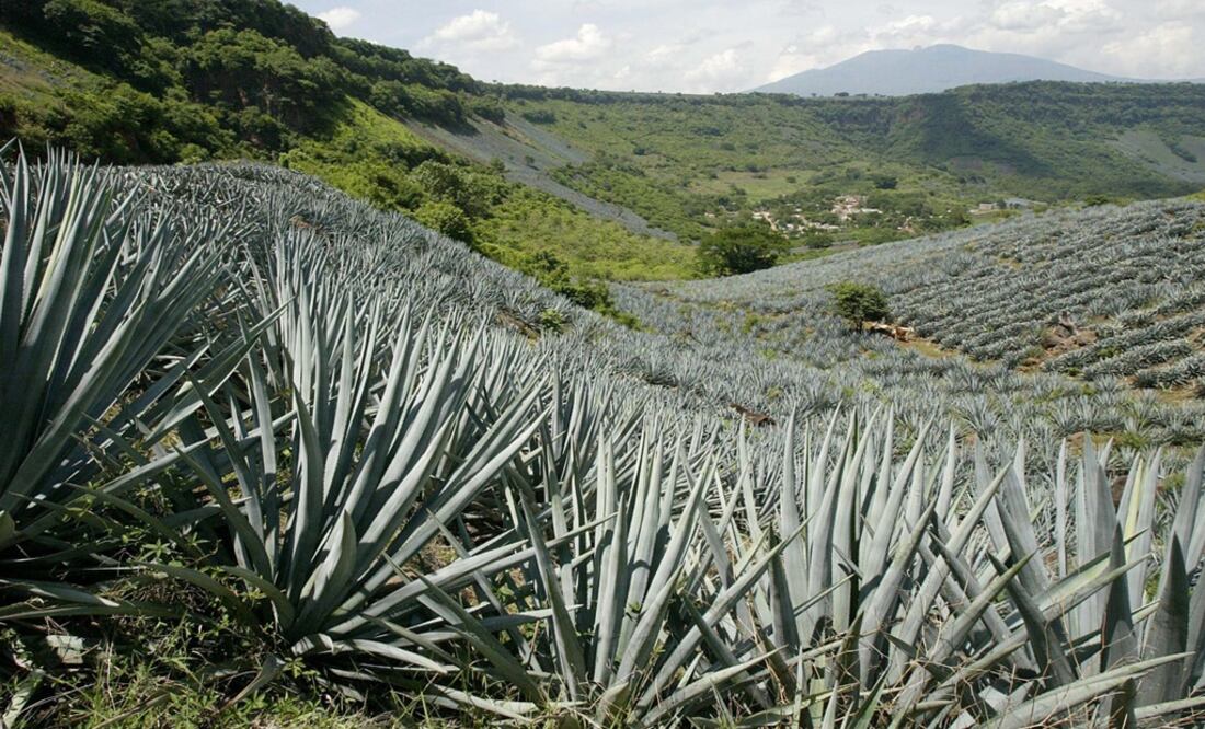 Agave cactus plants are seen in a field – Photo: José María Martínez/EL UNIVERSAL