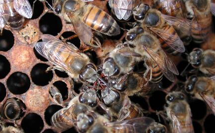 Joven muere por ataque de abejas africanas en Sinaloa