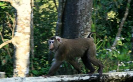 Rusia enviará un macaco en su próxima expedición a Marte