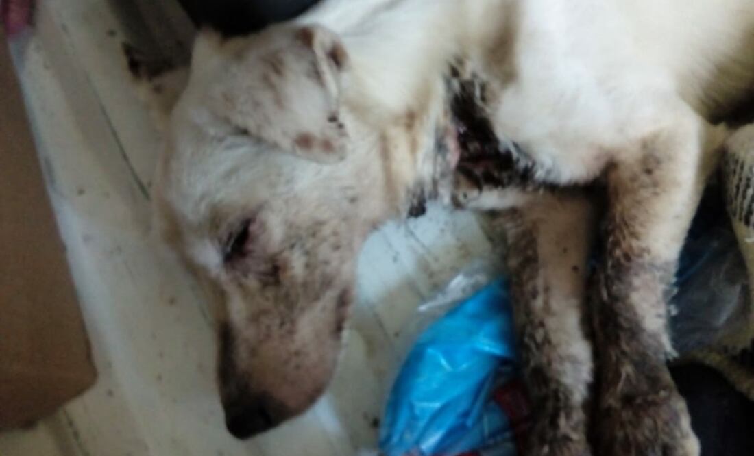 Foto: Facebook Susana Serrato