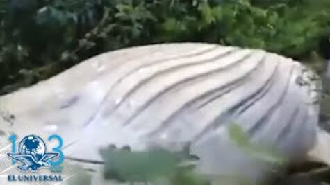 Ballena aparece muerta en medio del Amazonas