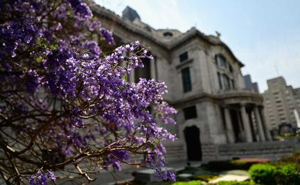 Jacaranda, árbol de los más abundantes pese a no ser nativo de la CDMX