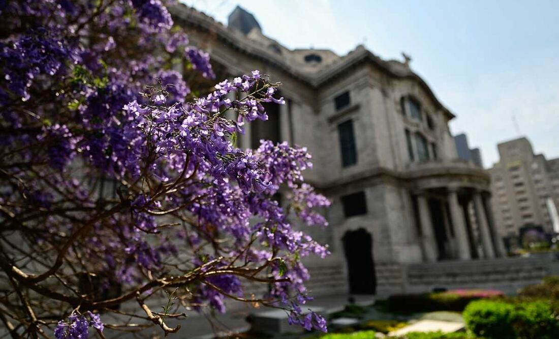 En los árboles de jacarandas jamás observarás a especies como colibríes, escarabajos o abejas. Foto: AFP