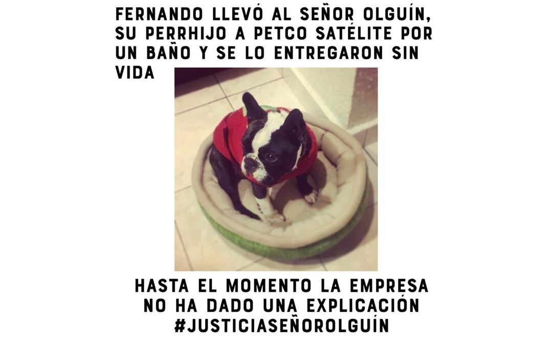 FOTO: Tomada de @Perrhijos