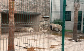 Profepa y Ejército rescatan 20 animales silvestres tras operativo en Durango; hay dos tigres de Bengala asegurados