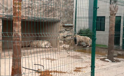 Profepa y Ejército rescatan 20 animales silvestres tras operativo en Durango; hay dos tigres de Bengala asegurados