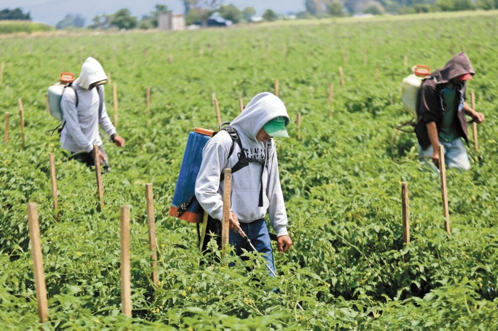 El Consejo Nacional Agropecuario se pronunció por un equilibrio entre empleados y empresas y no por pleitos por el control de contratos. Foto: ARCHIVO EL UNIVERSAL