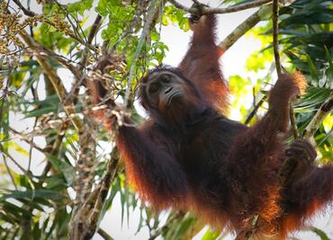 Población de orangután, despareció 25% en los últimos años