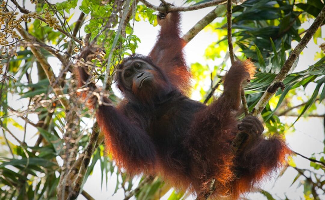 Foto: HUTAN - Kinabatangan Orang-utan Conservation Programme 