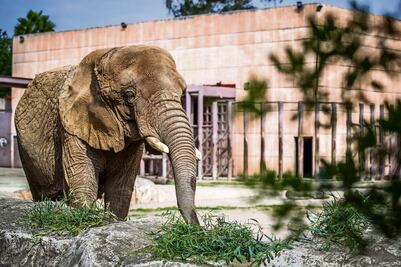 ¿Por qué llaman a "Ely" la elefanta "más triste del mundo"?