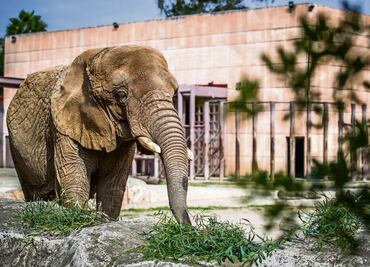 ¿Por qué llaman a "Ely" la elefanta "más triste del mundo"?