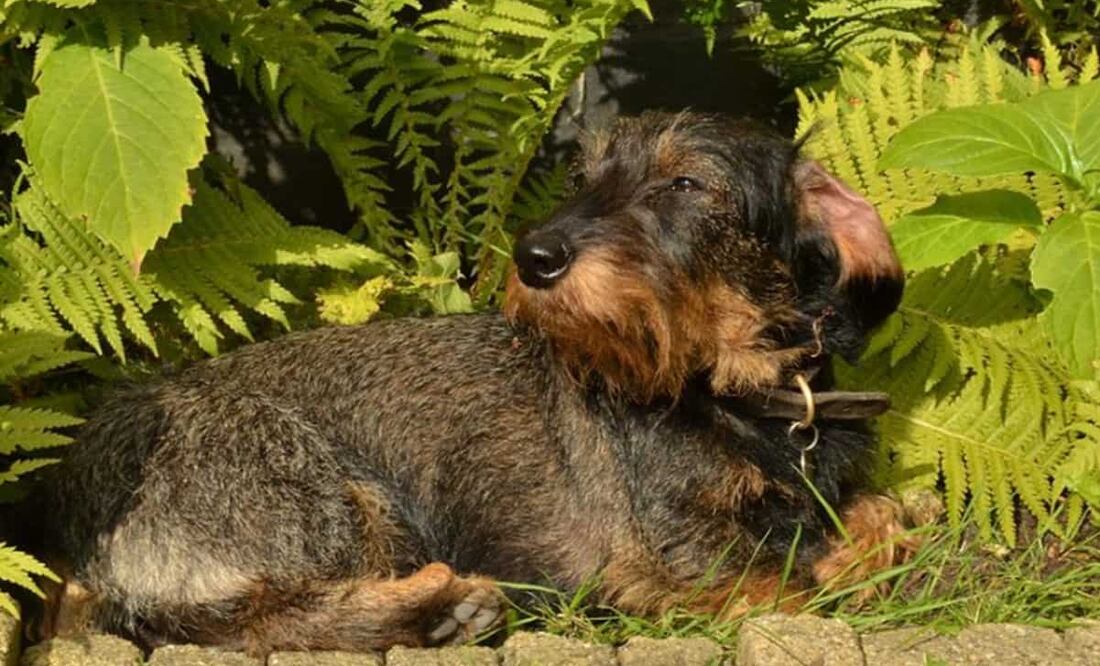 Por la tarde habrá condiciones limitadas para lluvias ligeras. Foto: Pixabay