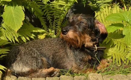 Habrá ambiente muy caluroso este miércoles 13 de abril en la CDMX