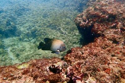 “Gasoducto cumple con estándares ambientales”