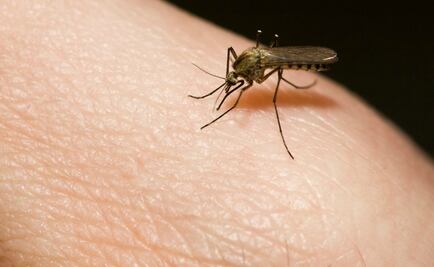 Mexicanos: Viajeros que no tienen miedo a enfermarse