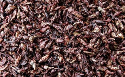 Surprising health benefits of eating grasshoppers