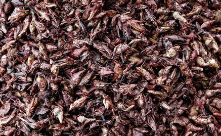 Surprising health benefits of eating grasshoppers