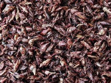 Surprising health benefits of eating grasshoppers