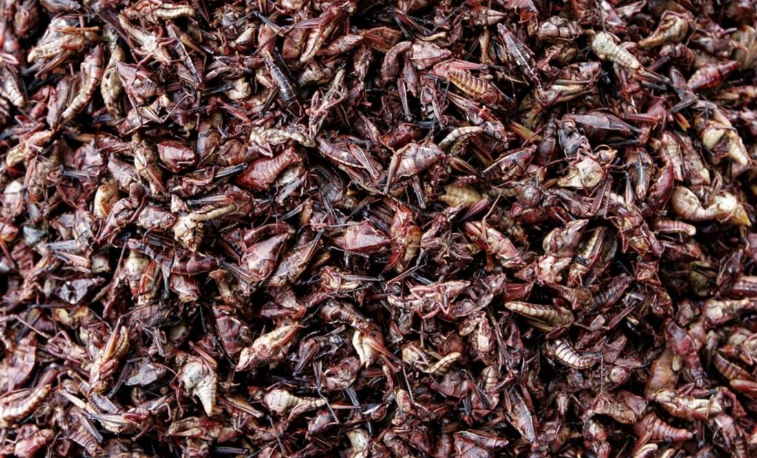Grasshoppers are strongly recommended by experts for their high A, B, and C vitamin content - Photo: Luis García Soto/EL UNIVERSAL