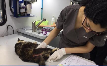 UNAM inicia revisión médica a los gatos de Palacio Nacional