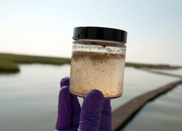 Microbios sobreviven en el subsuelo del mar más de 100 millones de años