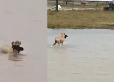 Perrita rescata a cachorro en medio de una inundación en Reynosa; video se viraliza
