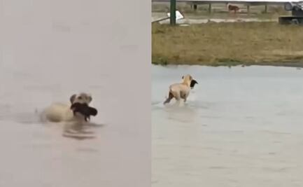 Perrita rescata a cachorro en medio de una inundación en Reynosa; video se viraliza
