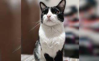 Cloe, gatita de apoyo emocional, se encuentra extraviada; desapareció el 23 de junio